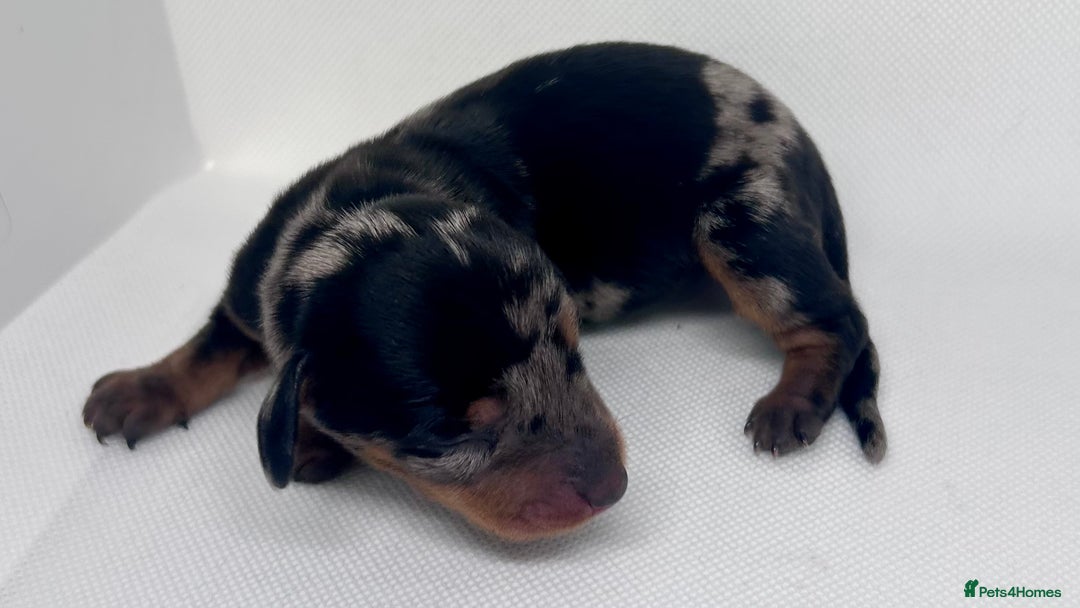 Miniature Dachshund dogs for sale: Miniature Dachshund - 1 Black and tan girl left - Image 10