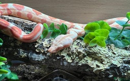 Boa Snake reptiles for sale: Sunglow boa constrictor c - Advert 7