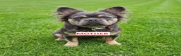 French Bulldog dogs for sale: Fluffy French Bulldog Pups - Advert 2