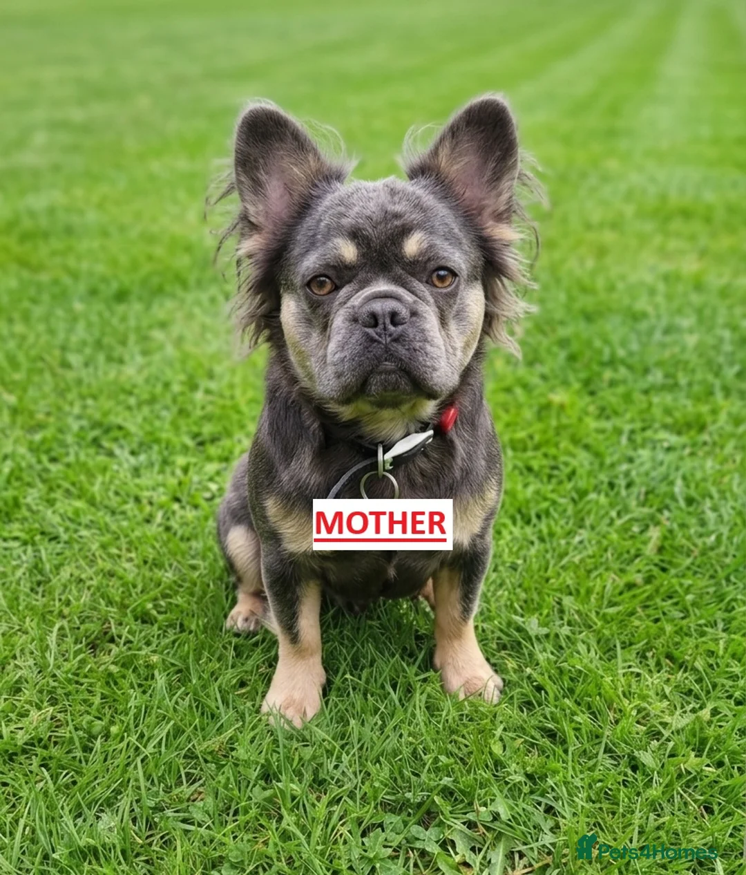 French Bulldog dogs for sale: Fluffy French Bulldog Pups - Advert 2
