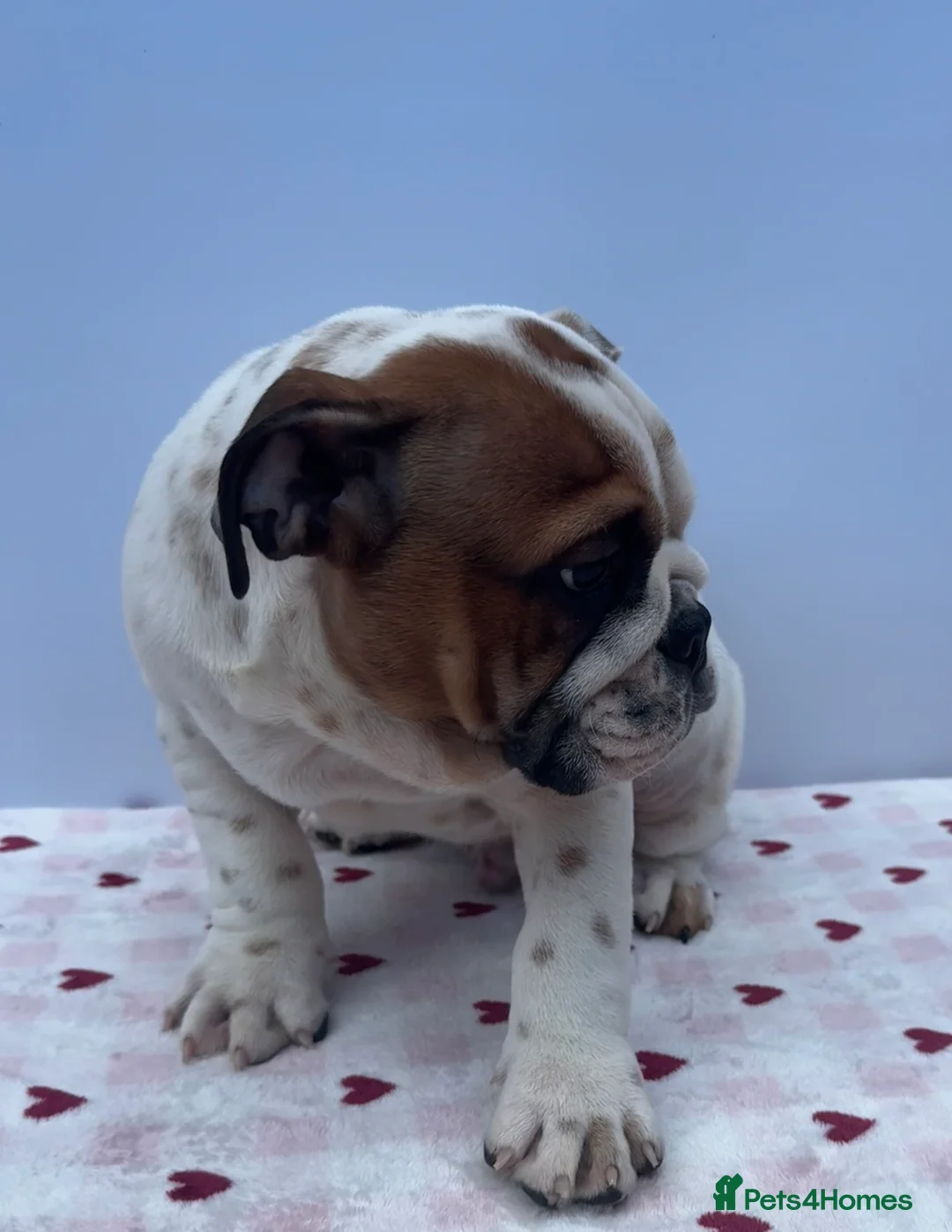 English Bulldog dogs for sale: English Bulldog Puppies  - Advert 19