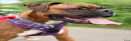 Boxer dogs for sale: Boxer puppy, 10 months in Leicester - Advert 3