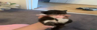 Mixed Breed Kitten 2