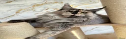 Maine Coon cats for sale: 🐾Three Beautiful Pedigree Maine Coon Boys🐾 - Advert 27
