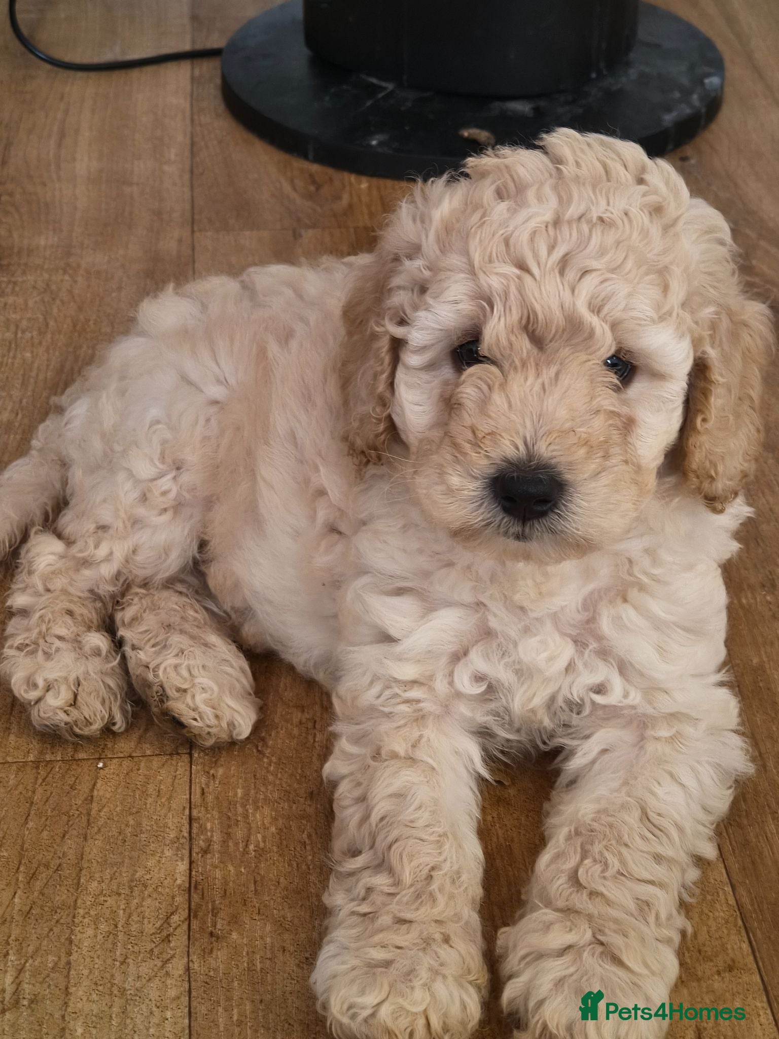 Cockapoo dogs F1BB Standard poodle x toy cockapoo puppies  - Advert 1
