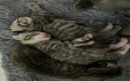 Russian Blue cats for sale: Beautiful silver grey tabby kittens - Image 3