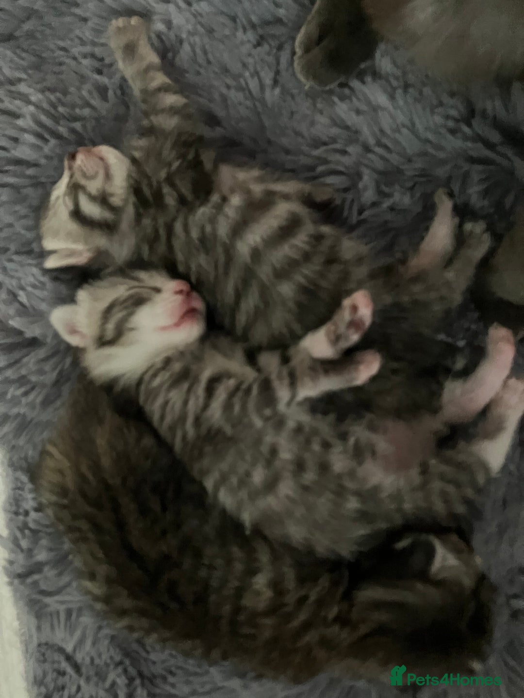 Russian Blue cats for sale: Beautiful silver grey tabby kittens - Image 3