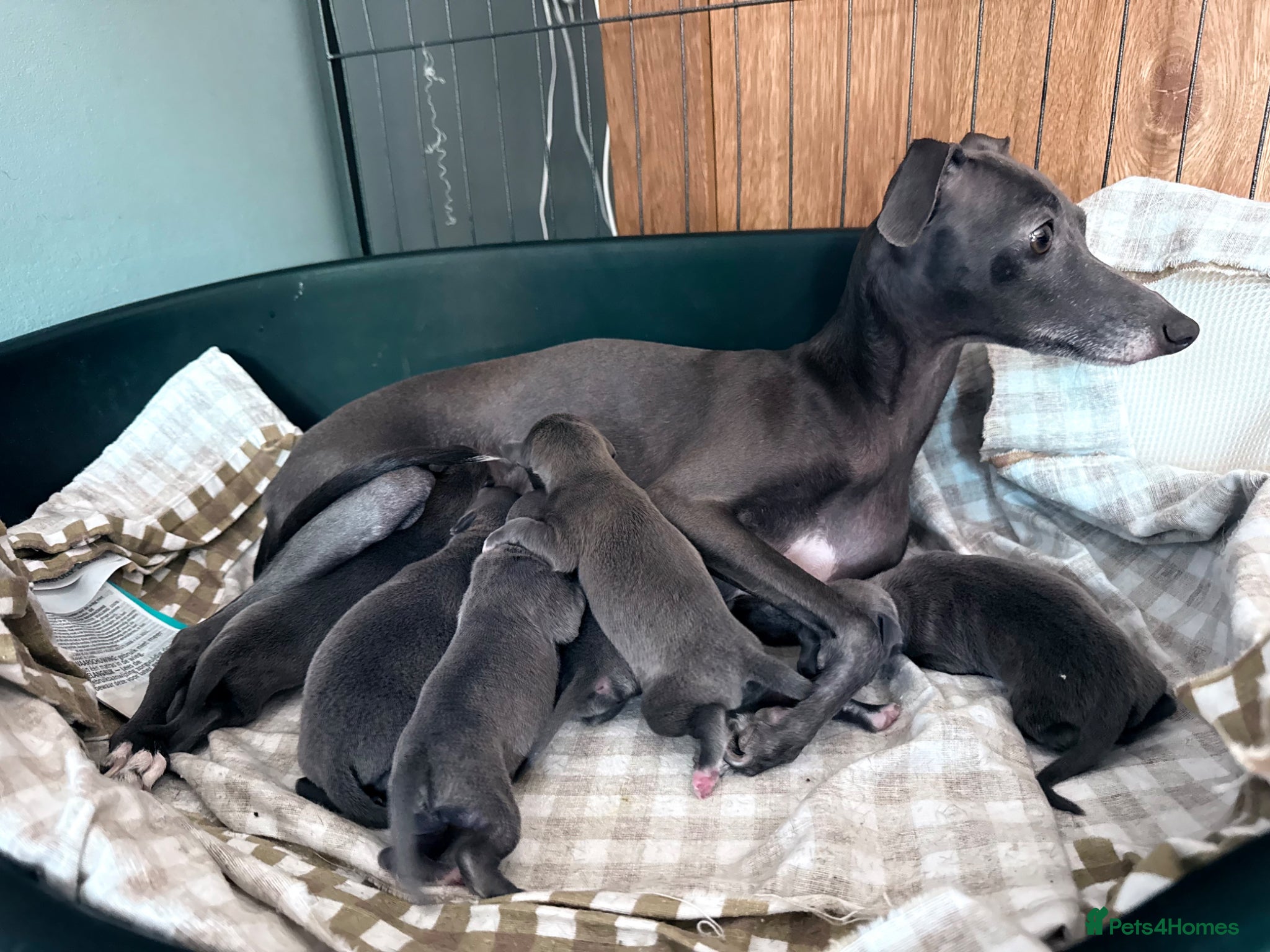Italian Greyhound dogs 6 Stunning KC Italian Greyhound Puppies  - Advert 5