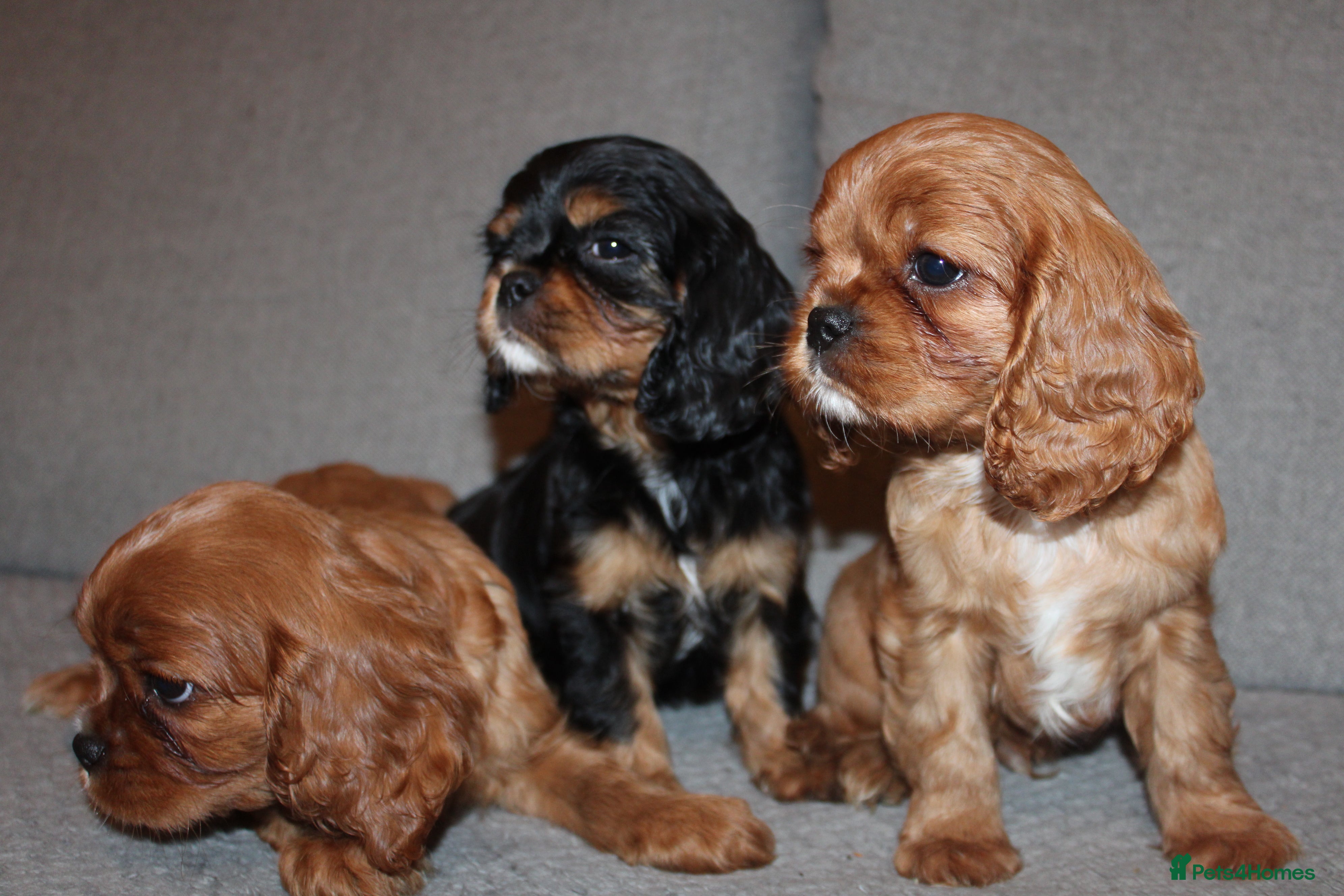 Cavalier King Charles Spaniel dogs Gorgeous Cavalier King Charles Spaniel puppies - Advert 15