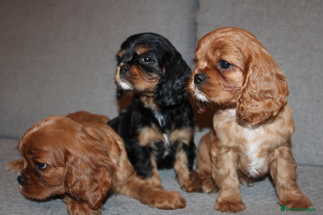 Cavalier King Charles Spaniel dogs for sale: Gorgeous Cavalier King Charles Spaniel puppies - Advert 1