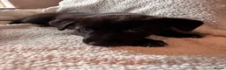 Mixed Breed dogs for sale: Unique mixed breed puppies  - Advert 3