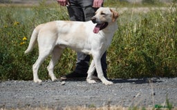 Labrador Retriever dogs for adoption: STORM !  - Image 18