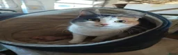 European cats for sale: Two farm cats ready to go - Advert 2