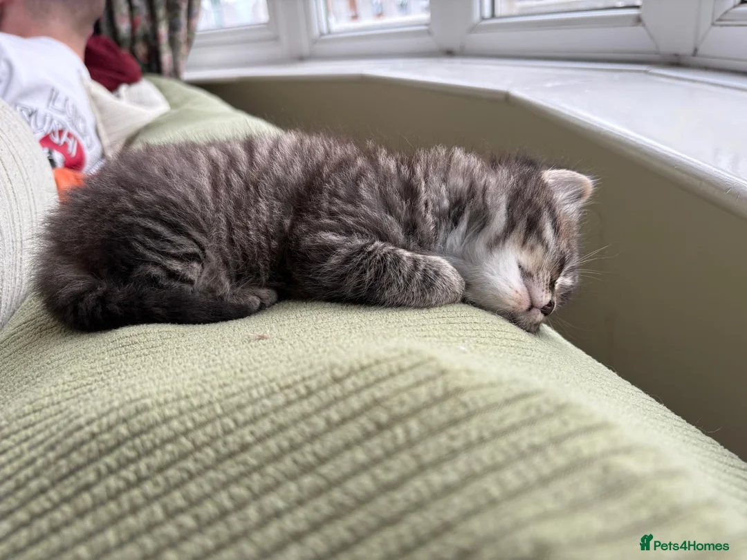 Mixed Breed cats for sale: Gorgeous fluffy kittens - Advert 2