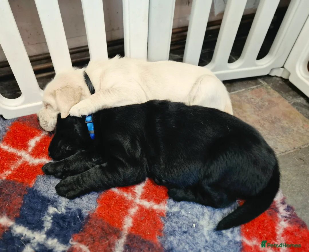 Labrador Retriever dogs for sale: Labrador Retriever Puppies - Advert 2