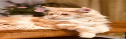 Maine Coon cats for sale: Active Maine Coon cats looking forever homes - Advert 4
