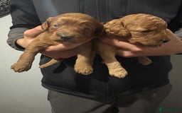 Cockapoo dogs for sale: Gorgeous Red Cockapoo Puppies  - Image 9