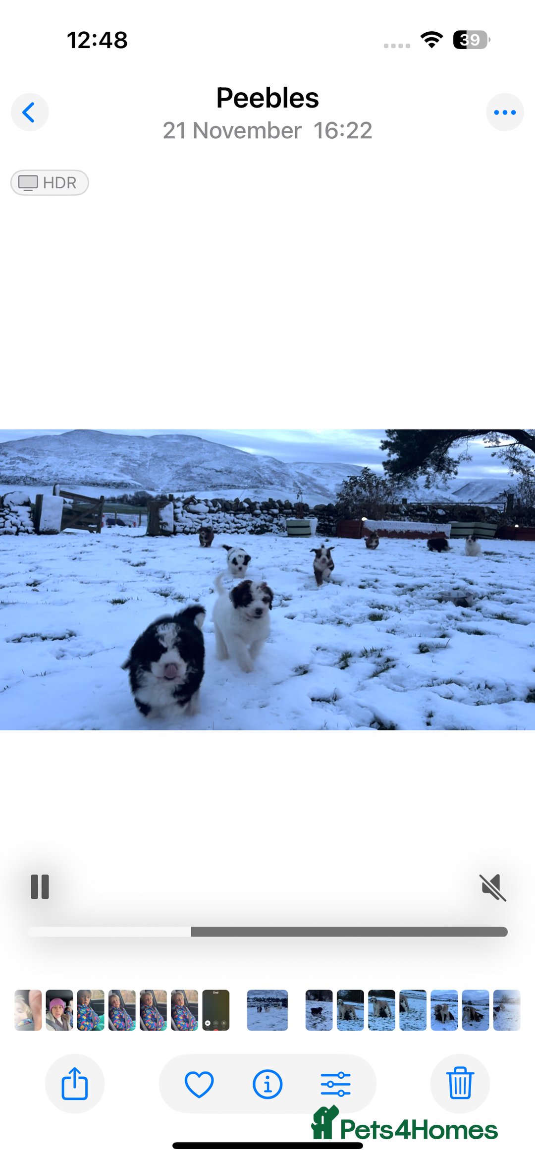 Bernedoodle dogs for sale: Bernedoodle F1B puppies - Advert 14