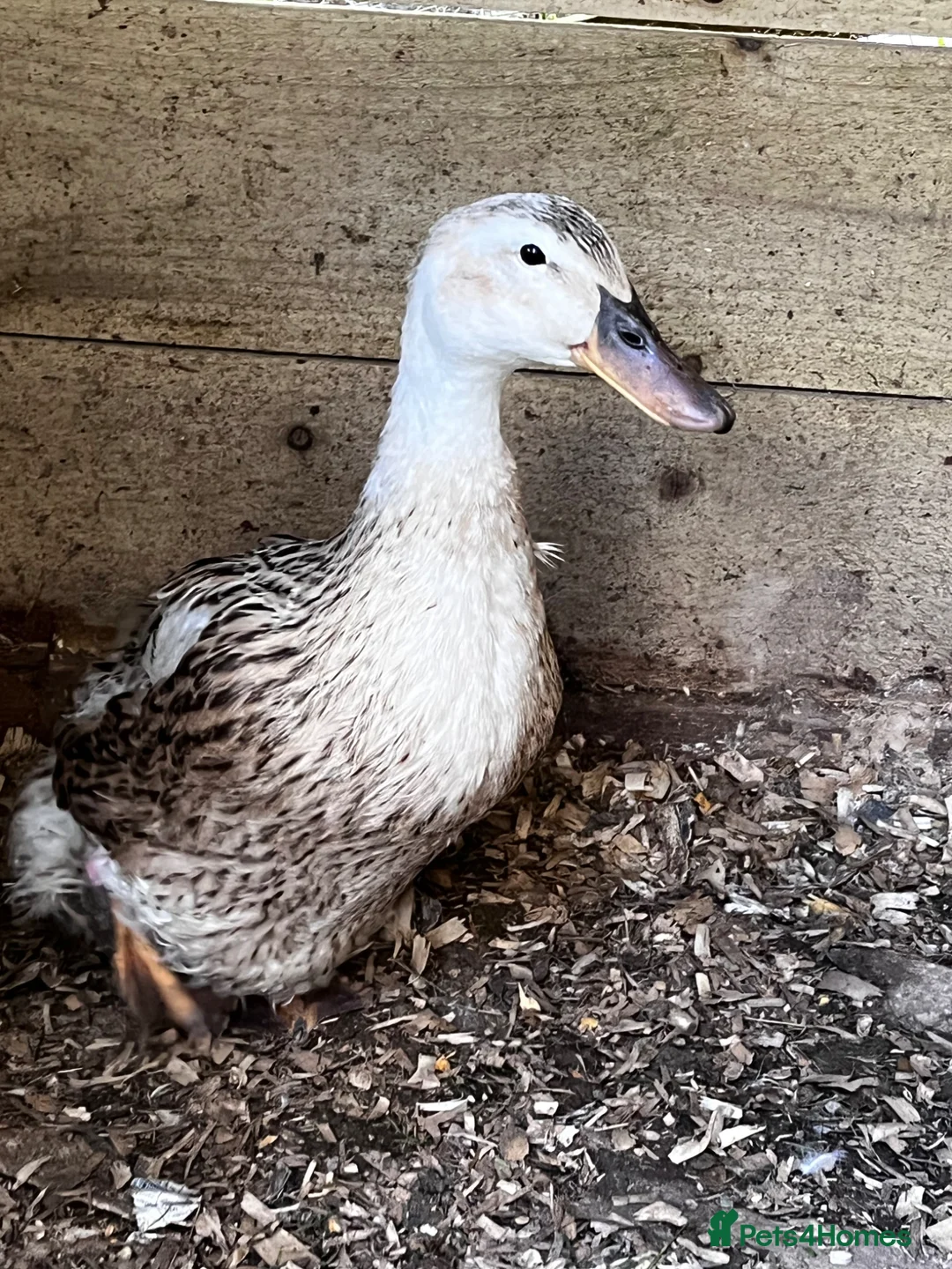 Ducks poultry for sale: Ducks - Advert 2