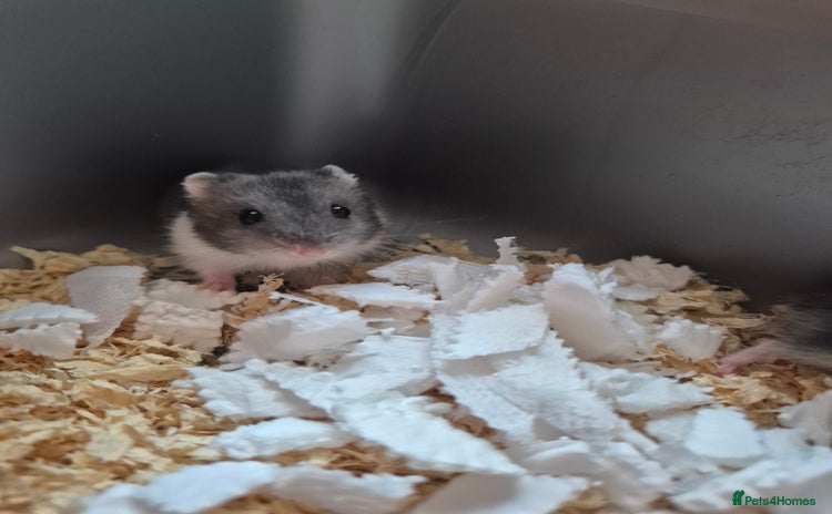 Hamster rodents in Cranbrook - Advert 2
