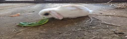 Mini Lop rabbits for sale: Tricoloured minilop ready 11th October - Advert 2