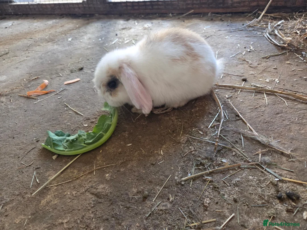 Mini Lop rabbits for sale: Tricoloured minilop ready 11th October - Advert 2