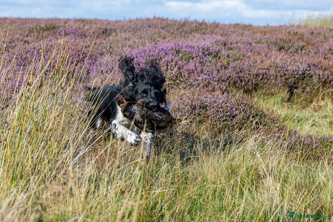 English Springer Spaniel dogs for stud: Heavily marked B&W FULLY HEALTH TESTED ESS in Leyburn - Image 14