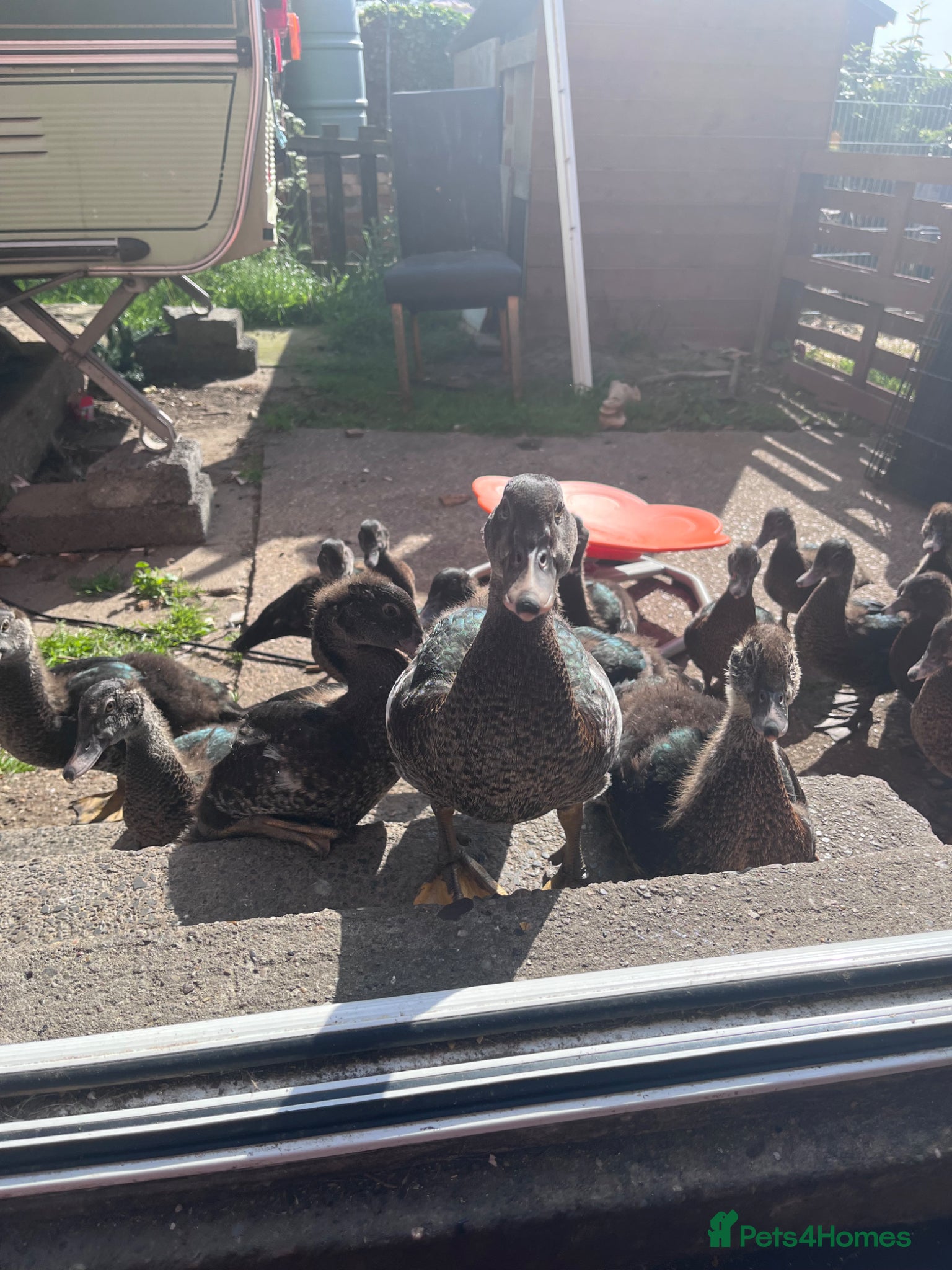 Ducks poultry Muscovy ducks  - Advert 1