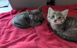Mixed Breed cats for sale: Kittens  - Image 6