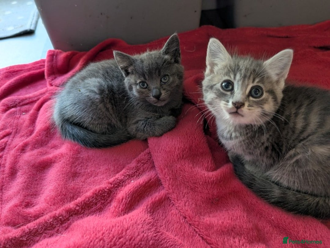 Mixed Breed cats for sale: Kittens  - Image 6