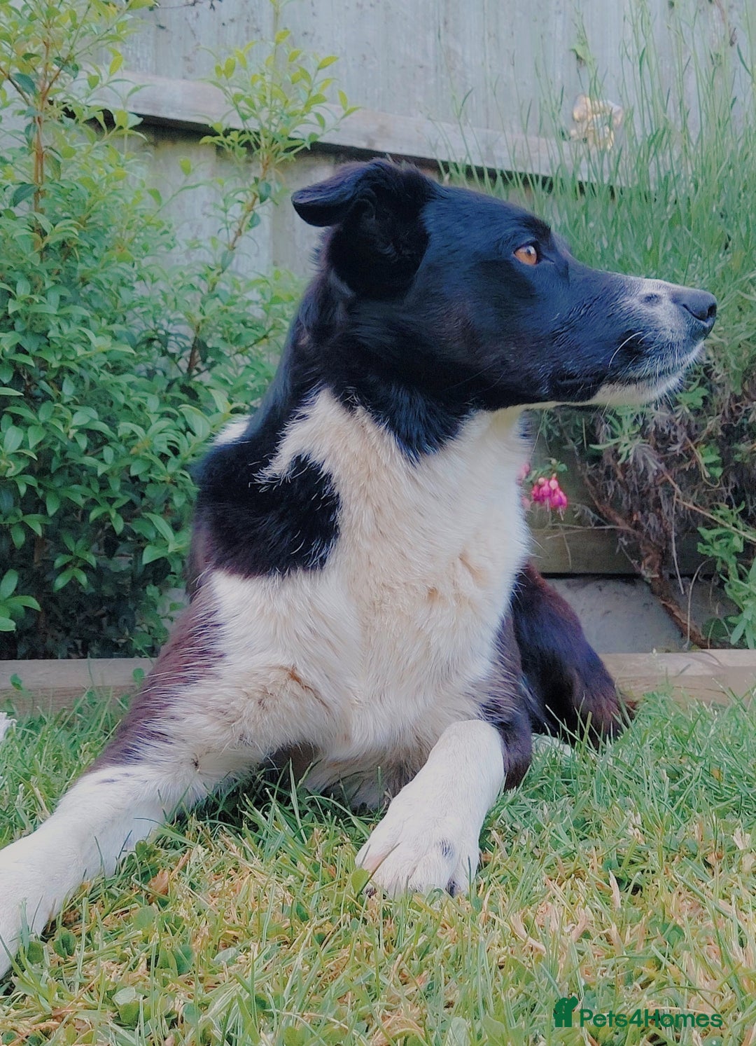 Border Collie dogs for sale: Female Short Hair Border Collie - Advert 17