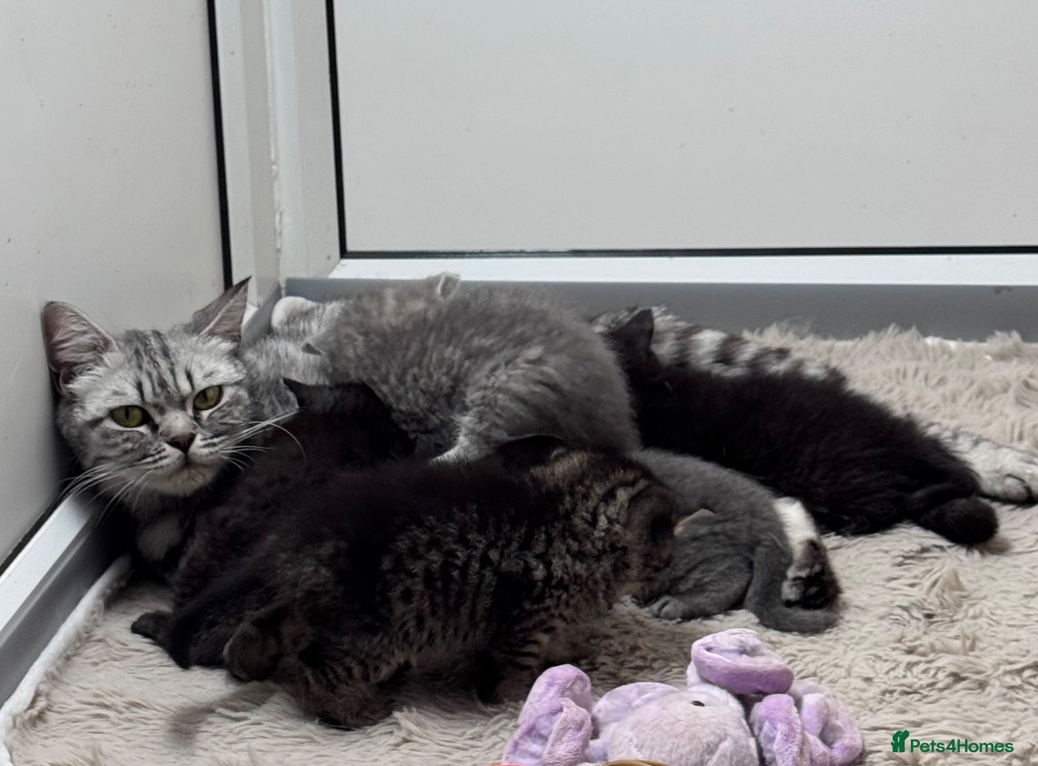 Scottish Fold cats Scottish striaght kittens registered  - Advert 2