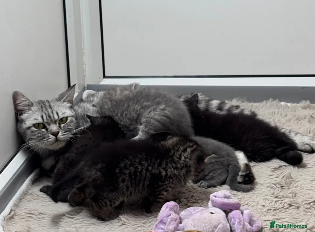 Scottish Fold cats for sale: Scottish striaght kittens registered  - Advert 2