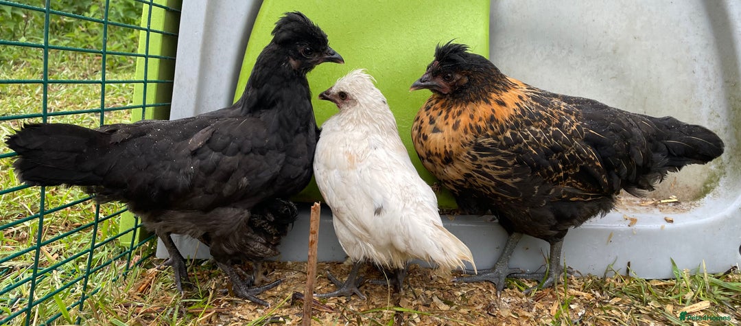 Chickens poultry for sale: Frizzle Rooster and variety of hens - Image 10