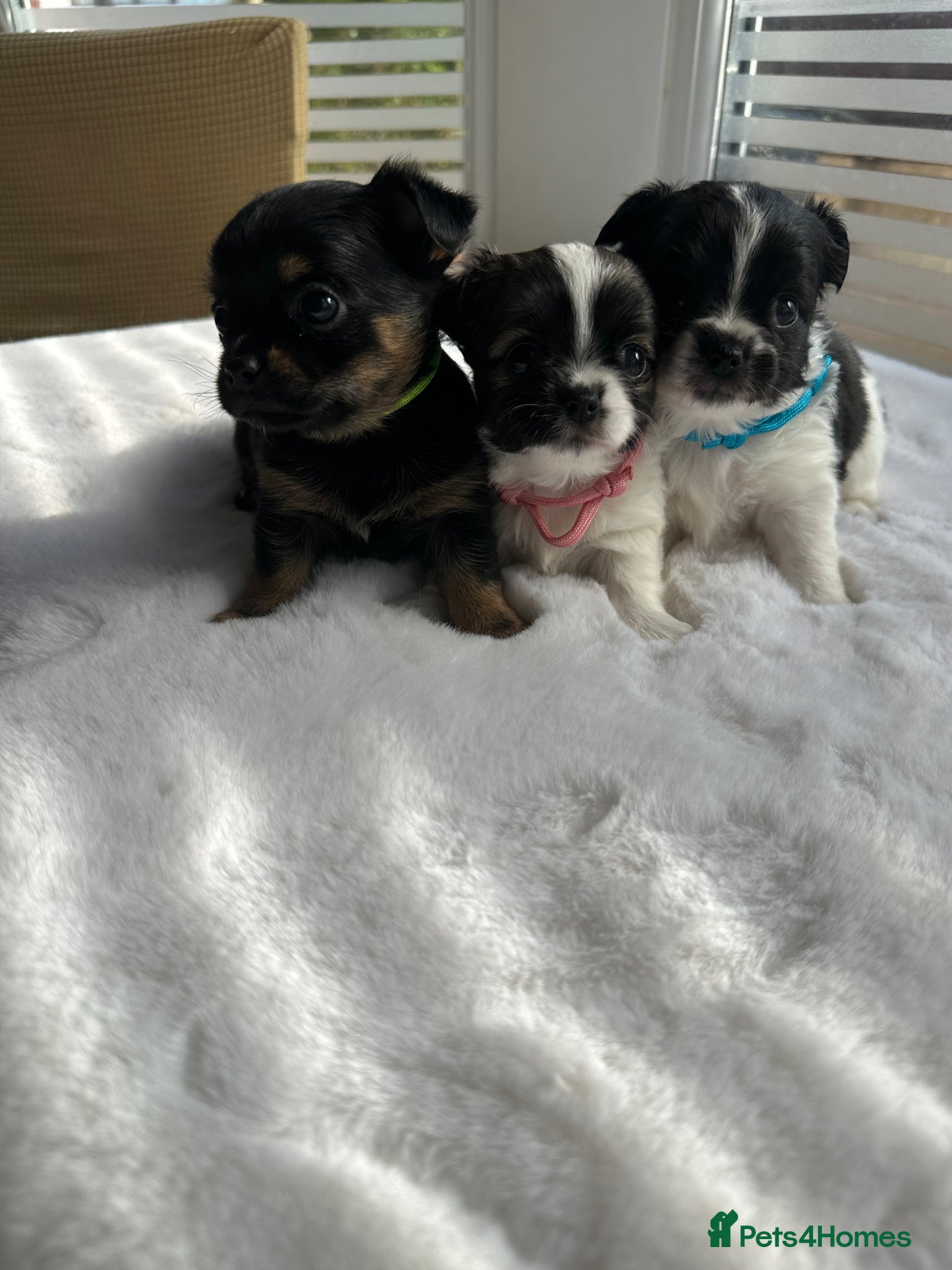Mixed Breed dogs Jack Russell mixed Chihuahua - Advert 17