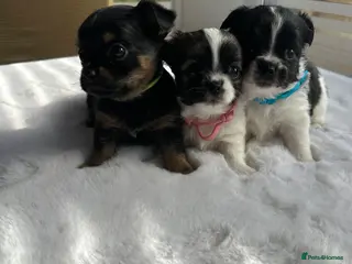 Mixed Breed dogs Jack Russell mixed Chihuahua - Advert 17