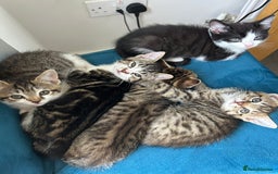 Domestic Shorthair cats for sale: Kittens looking for their forever home  - Image 25