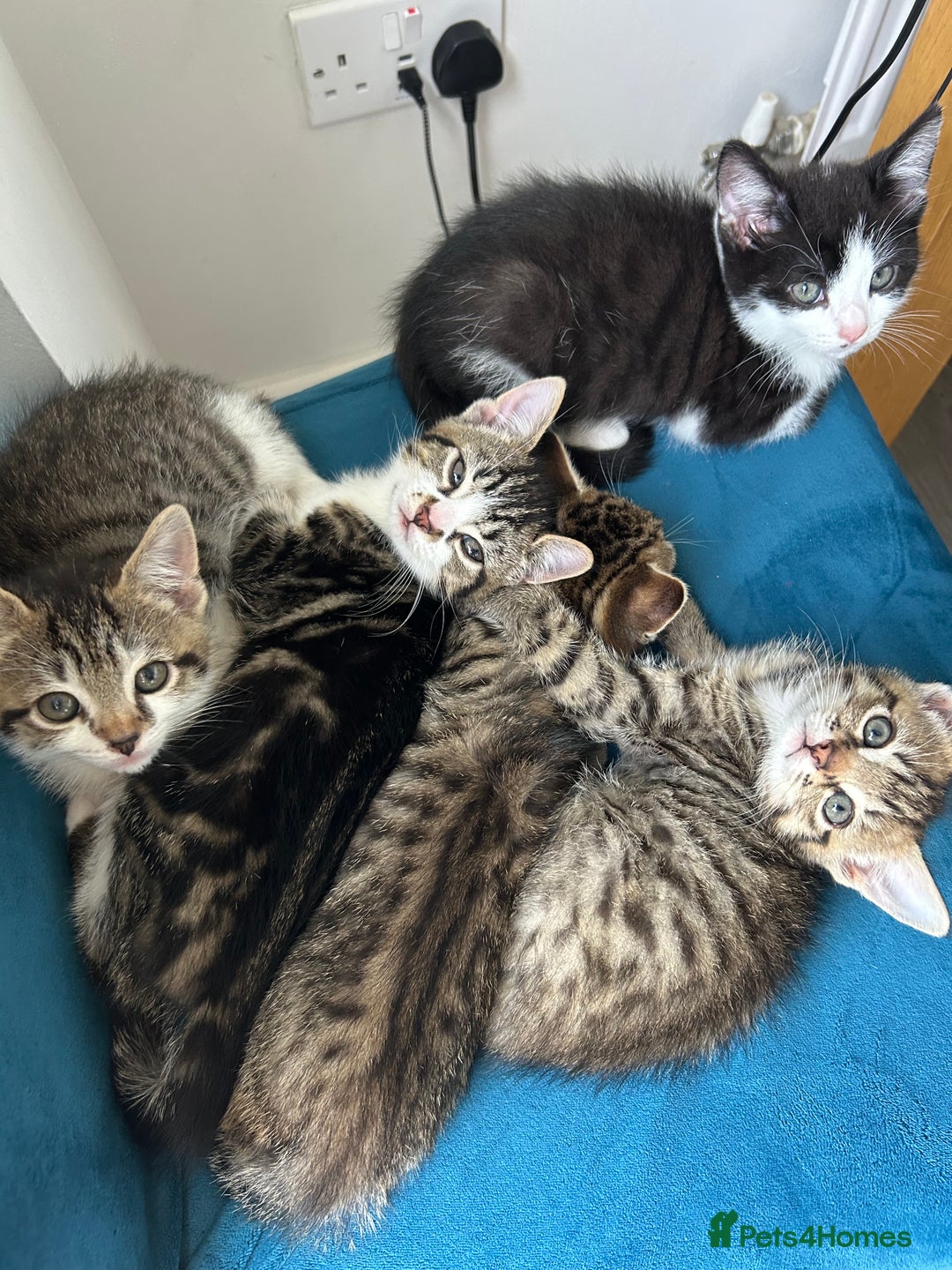 Domestic Shorthair cats for sale: Kittens looking for their forever home  - Image 25