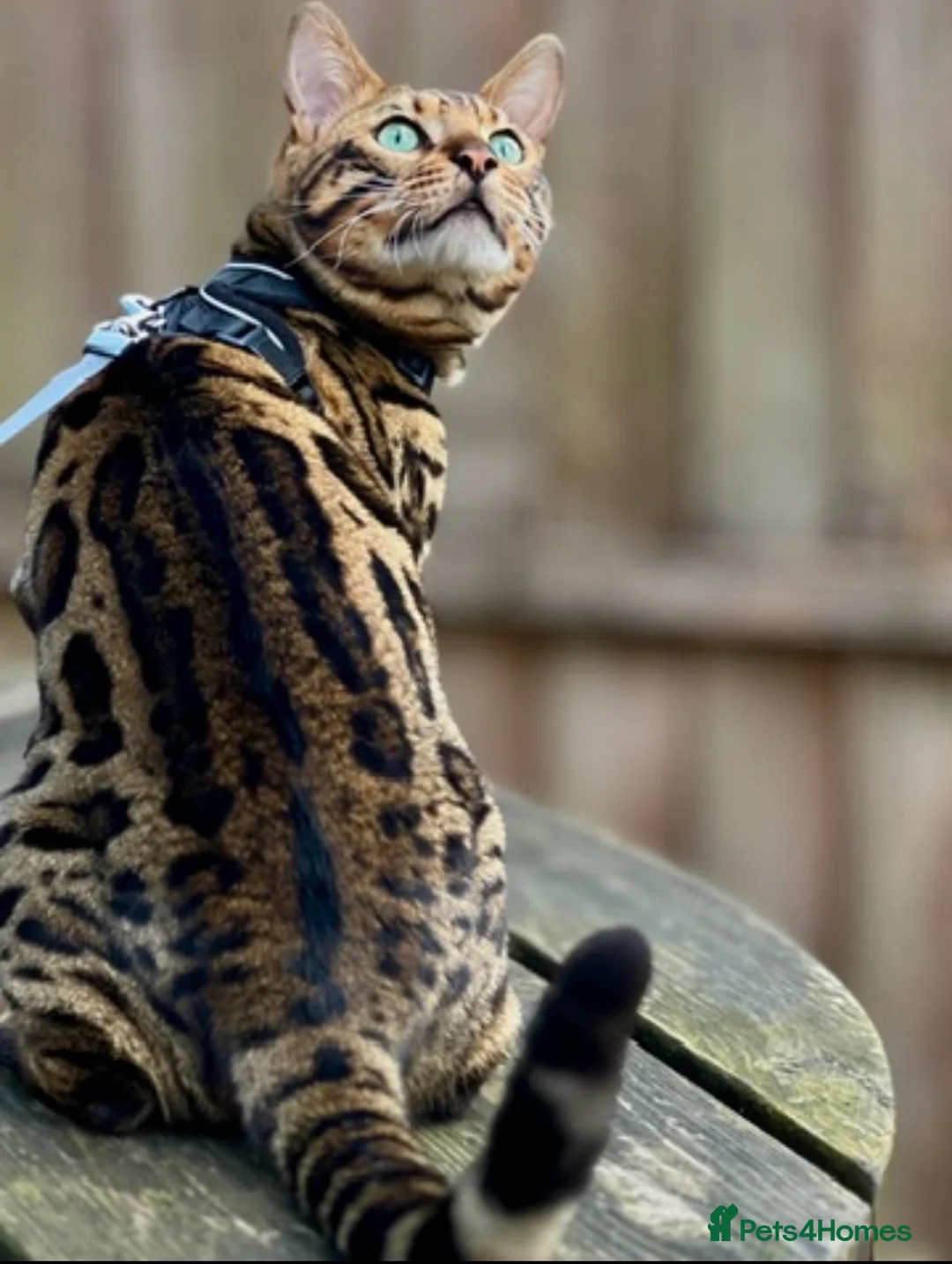 Bengal cats for sale: Atesh - Advert 2