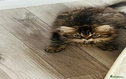 Persian cats for sale: Persian chinchilla kittens  - Image 17