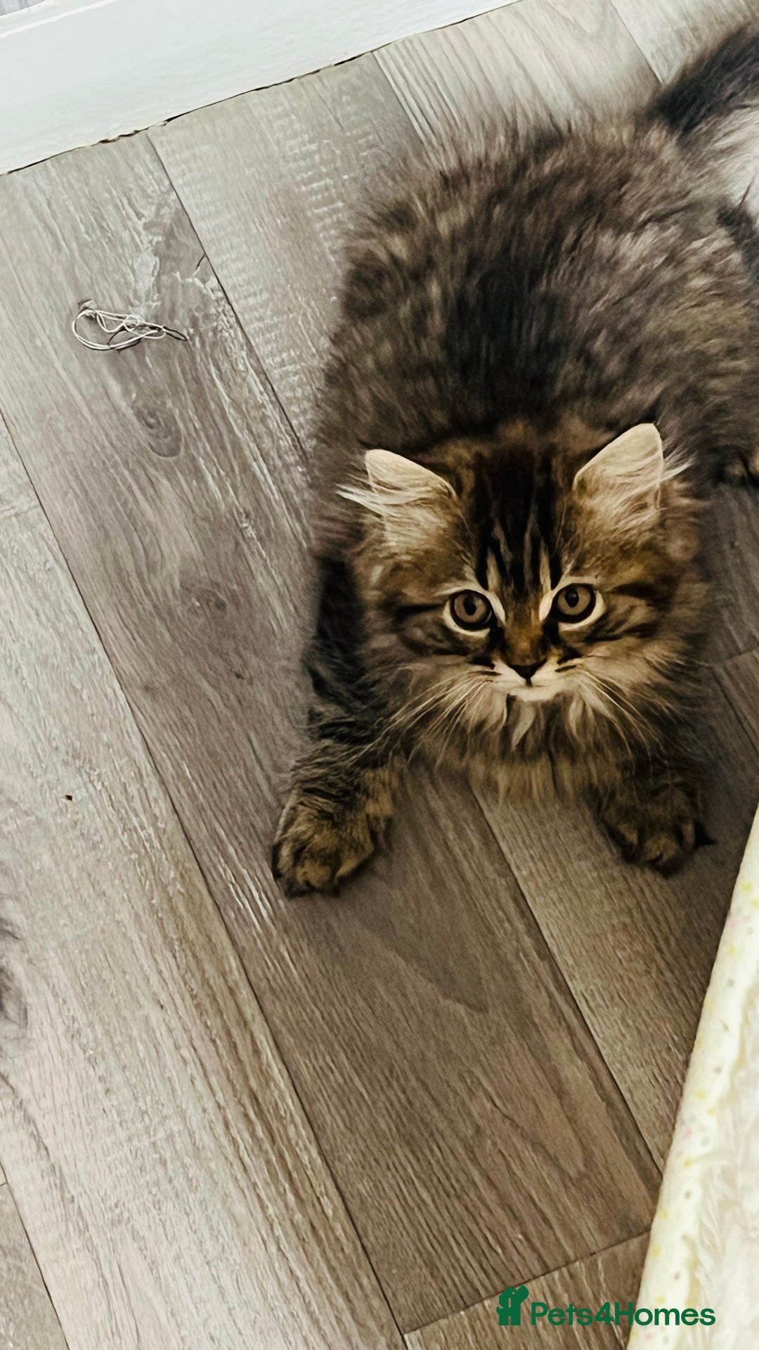 Persian cats for sale: Persian chinchilla kittens  - Image 17