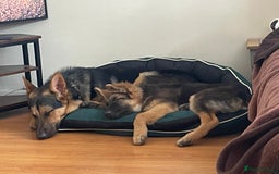 German Shepherd dogs for sale: Two Male GSD pups - Image 1