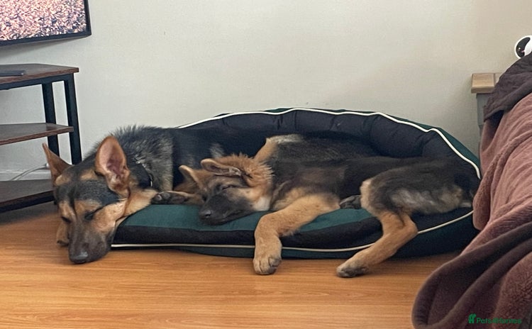 German Shepherd dogs - Advert 4