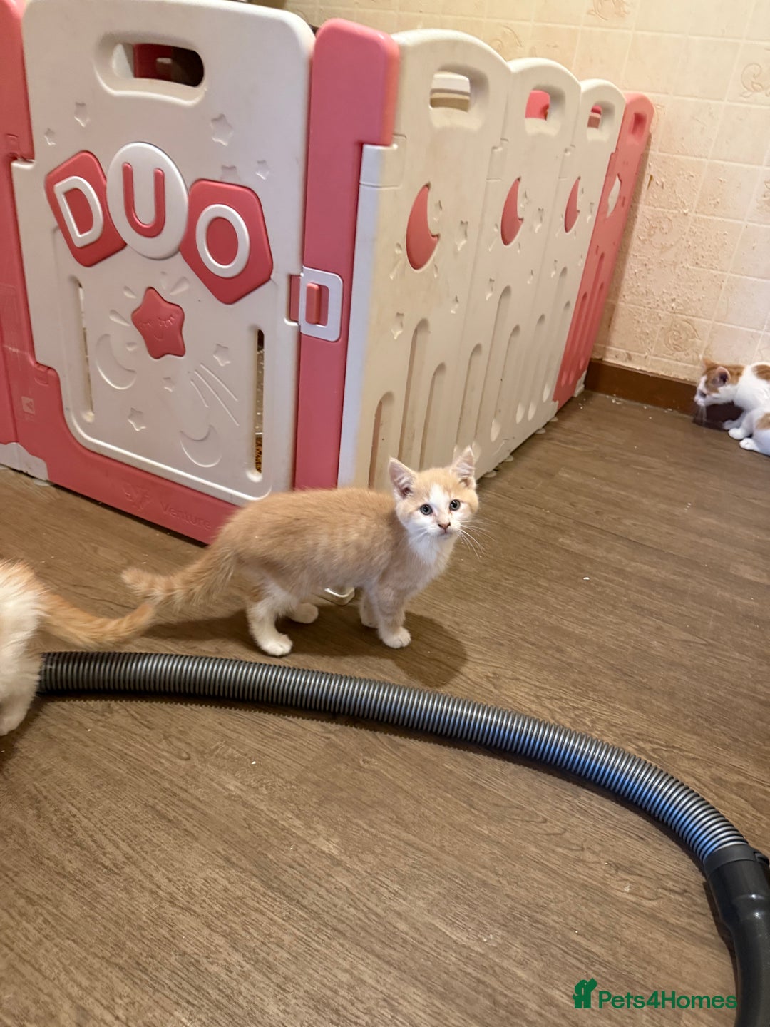 Maine Coon cats for sale: Half Maine coon kittens  - Image 7