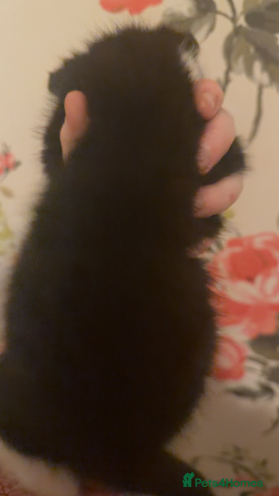 Mixed Breed cats for sale: 4 beautiful kittens  - Advert 6