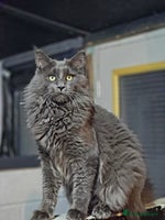 Maine Coon cats - Advert 7