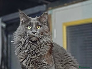 Maine Coon cats - Advert 5