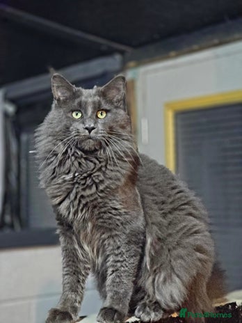 Maine Coon cats - Advert 4