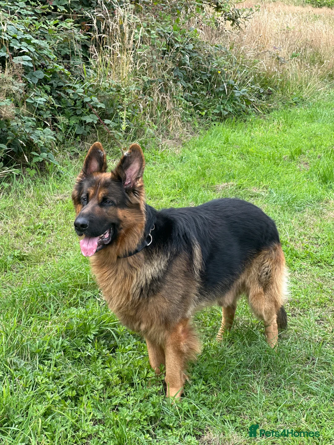 German Shepherd dogs for stud: Seeking for female German for stud  in Wigan - Advert 1