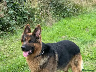 German Shepherd dogs Seeking for female German for stud - Advert 1